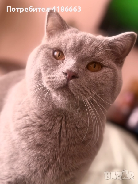 Британска късокосместа цвят люляк за разплод , снимка 1