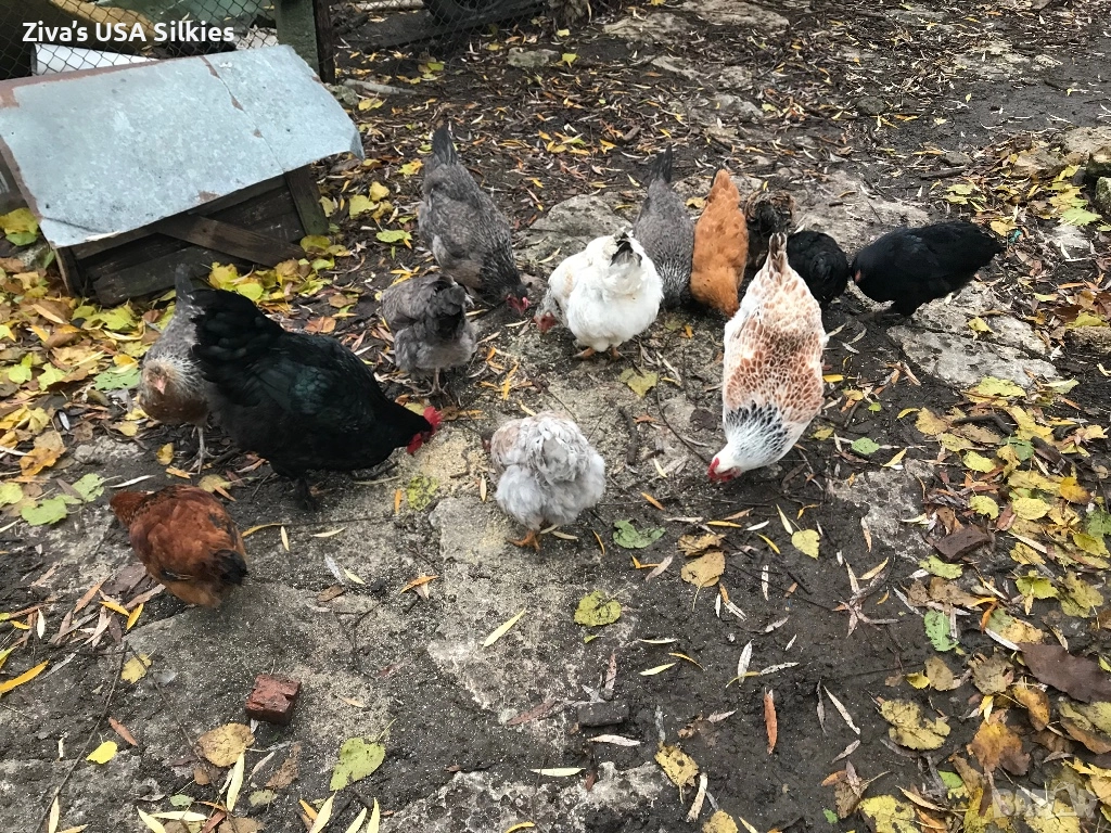 много хубава група кокошки носачки и легбар!, снимка 1