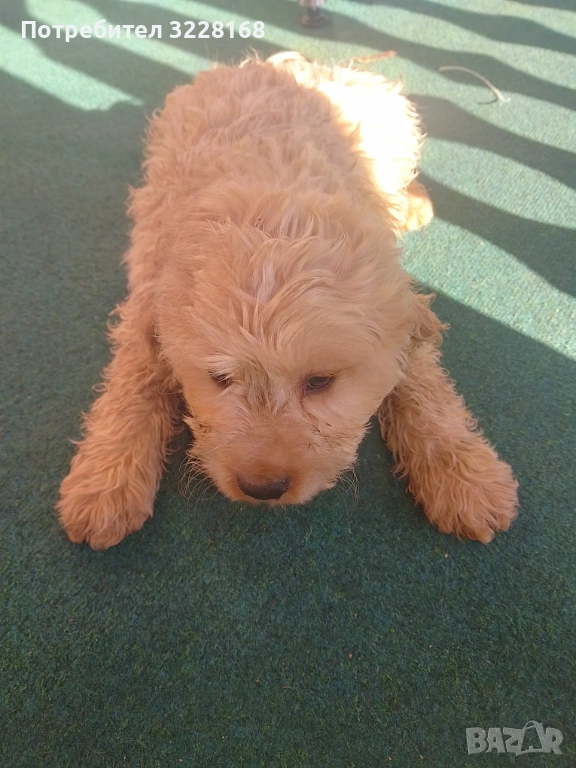 кученце за трюфели, снимка 1