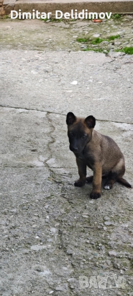 Белгийска овчарка - малиноа, снимка 1