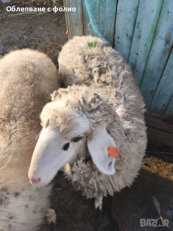 Продавам женско шиле, снимка 1