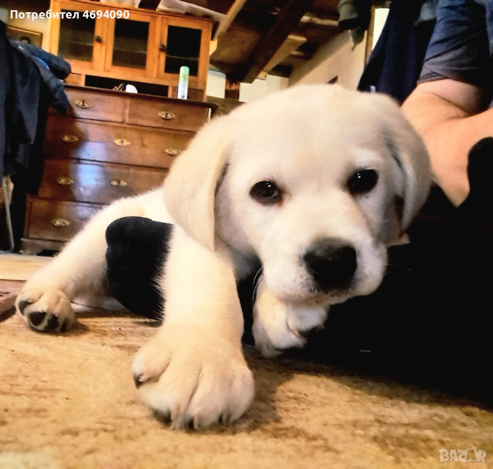 Прекрасно мъжко лабрадорче, снимка 1