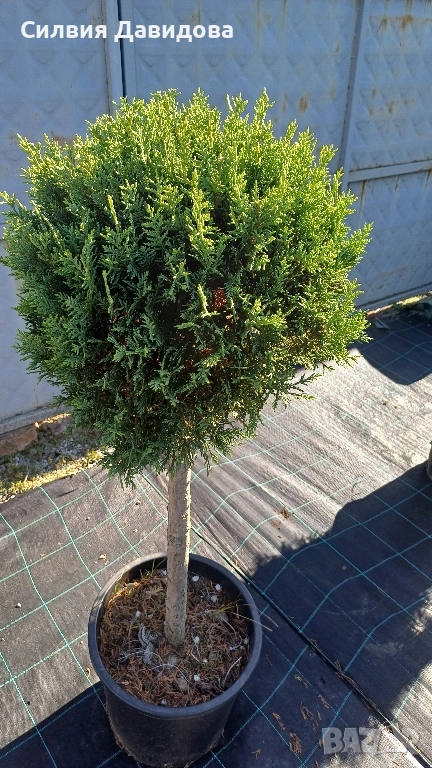 Лейландски кипарис щам топка, пон пон, спирала, снимка 1