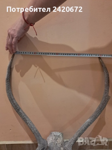 еленови рога, снимка 4 - Декорация за дома - 52221523