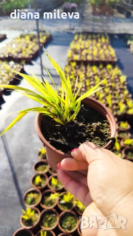  Хаконехлоа, Японска плачеща трева, Hakonechloa macra ALL GOLD, снимка 10 - Градински цветя и растения - 43401522