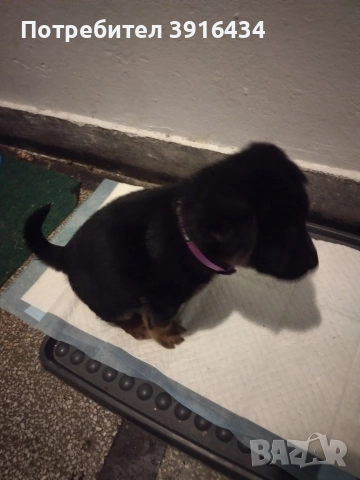 подарява се, снимка 2 - Други - 52690030