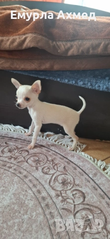 Мъжко бяло чихуахуа, снимка 5 - Чихуахуа - 53526810
