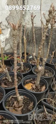 Мини Дръвчета 3 вида. , снимка 2 - Разсади - 48158852