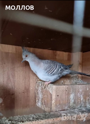  Австралийски качулати 