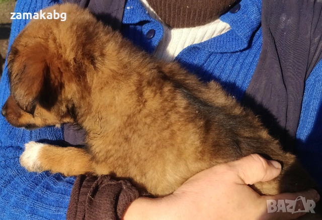 Подаряваме кученца бездомничета пухени бобчета, снимка 14 - Други - 52430271
