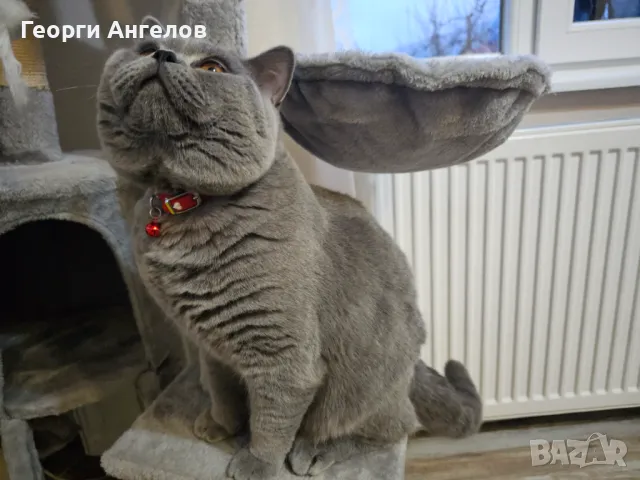 ЧИСТОКРЪВЕН МЪЖКИ БРИТАНЕЦ ЗА РАЗПЛОД, снимка 9 - Британска късокосместа - 48316235