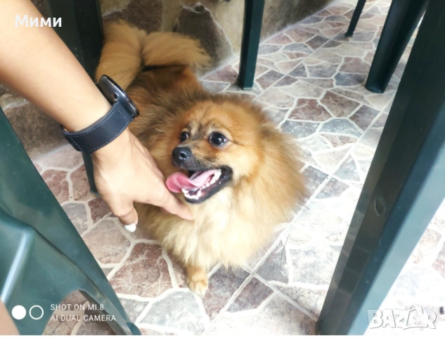 Подарявам мини шпиц , снимка 3 - Шпиц - 52172291
