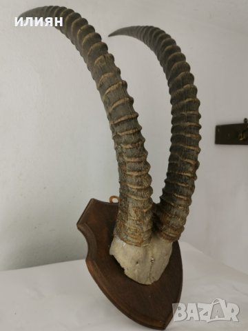 Уникален трофей  рога   антилопа Сейбъл. , снимка 12 - Други - 40656100