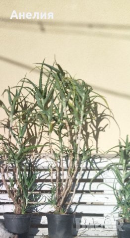 Aloe arborescens -Дървовидно алое 4 годишно, снимка 2 - Стайни растения - 37710690