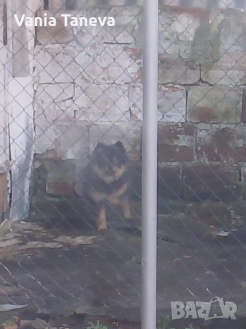 пумеран шпиц 6мес , снимка 2 - Померан - 52775750