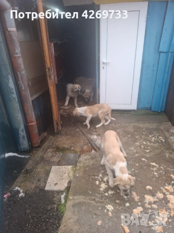 Куче порода Алабай, снимка 2 - Алабай - 53398665