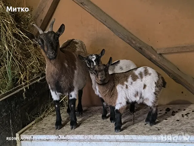 Декоративни козички и ярета кози холандски мини , снимка 8 - Кози - 49545301