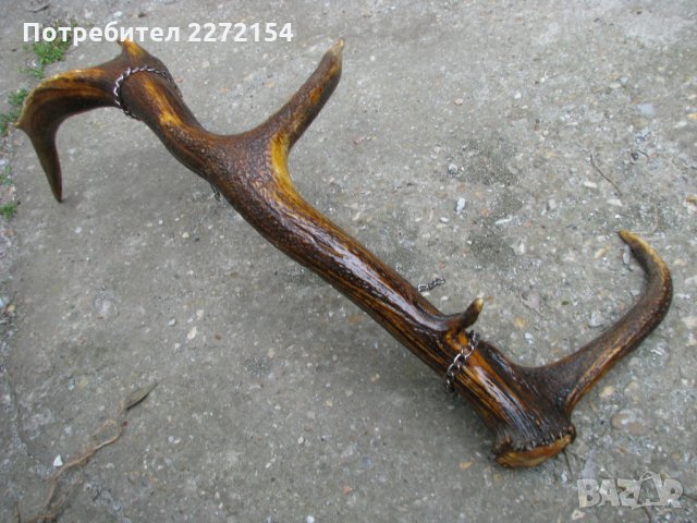 Голям еленов рог, снимка 3 - Антикварни и старинни предмети - 28573554