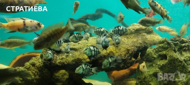 Зебровидни Цихлиди чифтове, снимка 5 - Рибки - 52284385