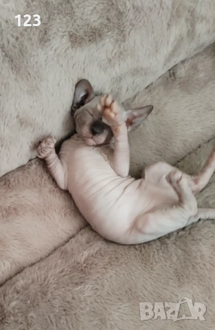 Канадски сфинкс  и елф, снимка 1