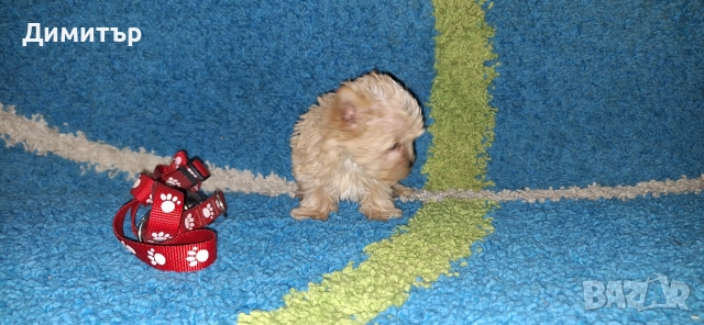 Йоркширски териер, снимка 4 - Йоркширски териер - 52863051