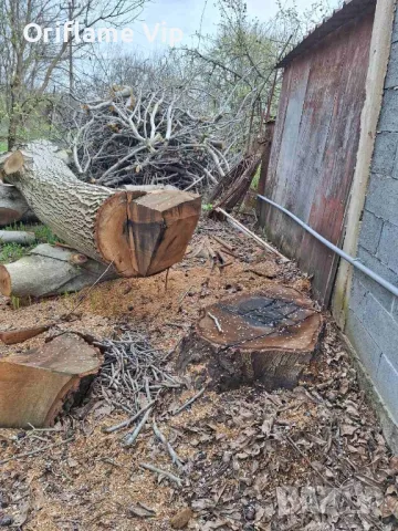 Орех, снимка 3 - Дърводелски услуги - 49761791