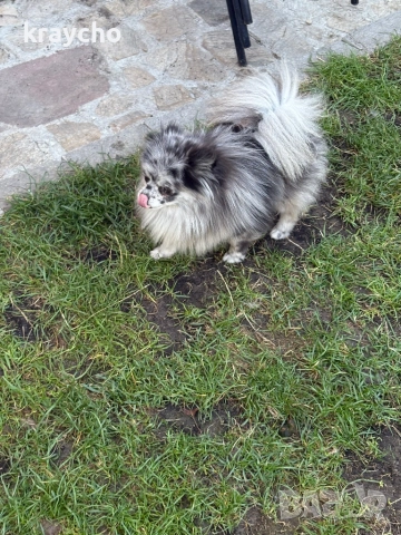 Померан женски, снимка 4 - Померан - 52874192