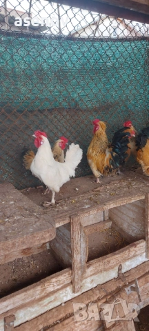 Джинки , снимка 10 - други­ - 53397100