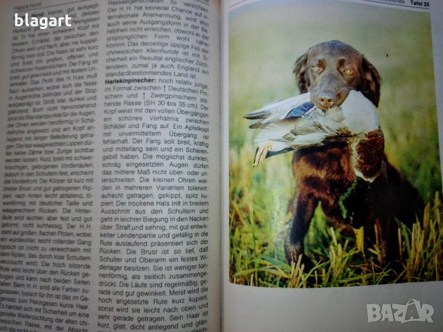 "Енциклопедия на кучето"-Германия, снимка 17 - Специализирана литература - 33458448