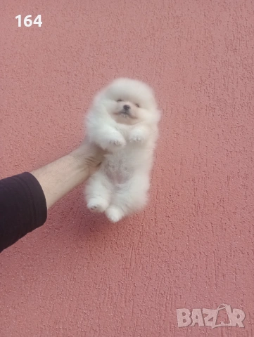 Женски Померан. Реални снимки от 08.02.26 г. , снимка 3 - Померан - 53316013