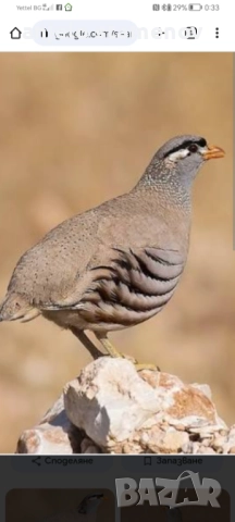 Персийска пустинна яребица , снимка 7 - други­ - 52923845