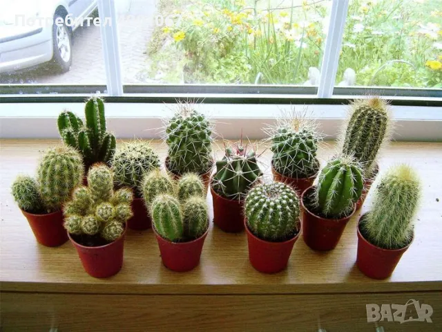 кактуси, снимка 1