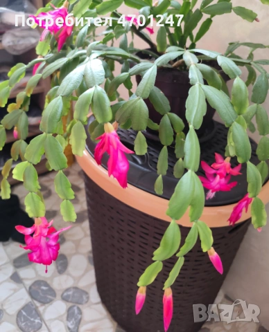 Коледниче-стайно растение, снимка 5 - Стайни растения - 53119893