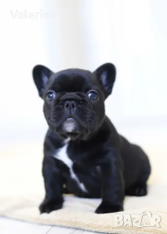 френски булдог бебета с родословие, снимка 3 - Френски булдог - 38058015