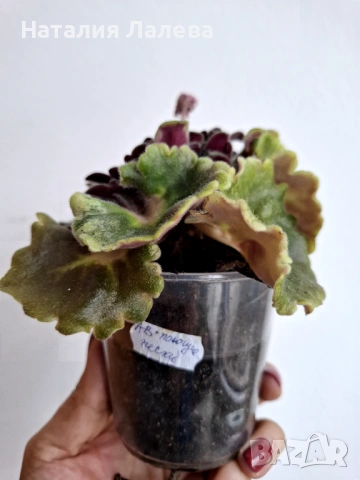 Сентполия, получини АВ-Поющие Пески, снимка 3 - Стайни растения - 53095058