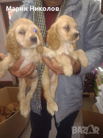  Американски кокер шпаньол 