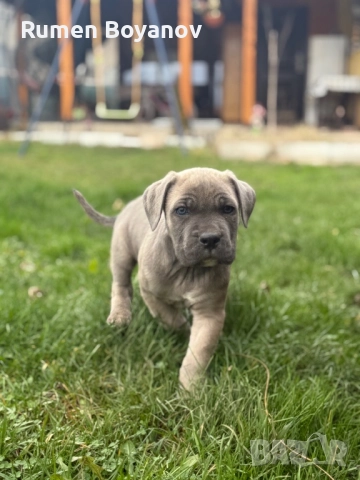 Кане Корсо , снимка 2 - Кане корсо - 52678102