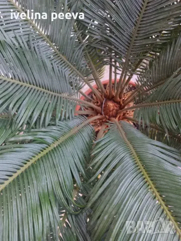 Палма Цикас, снимка 7 - Градински цветя и растения - 45891628