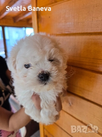 мини малтийска болонка, снимка 3 - Болонка - 53045076
