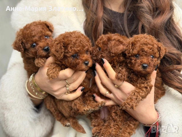 Той пудел ред браун 