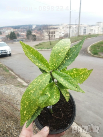 Аукуба -Aucuba, снимка 7 - Разсади - 52383880