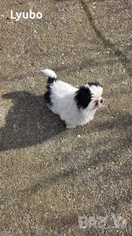 Пекинез , снимка 5 - Пекинез - 52991149