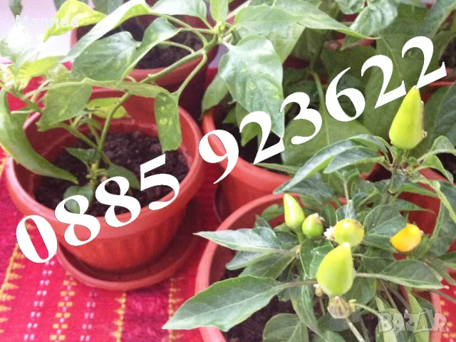 Био Люти Чушки в Саксия Екологично и Биологично Отглеждани + ПОДАРЪК, снимка 2 - Разсади - 37047638