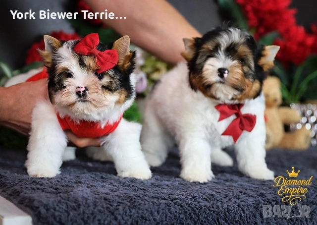Йоркширски Териер!  Сладури бебета с родословие за деца и възрастни!