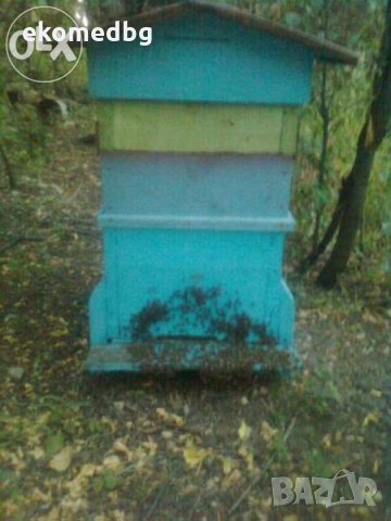  Чист истински  пчелен мед на едро и дребно в София!, снимка 3 - Пчелни продукти - 4481491