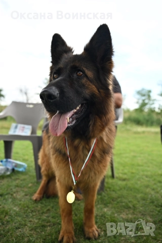 Немска овчарка