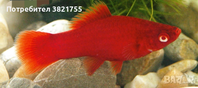 Декоративни рибки, хелер, хелер албино ред, снимка 3 - Рибки - 52128609