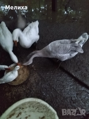 гъски, снимка 9 - Патици и гъски - 51984830