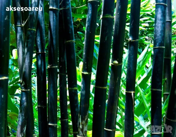100 нови висококачествени семена Студоустойчив черен бамбук от САЩ за Декорация на дома и Градината , снимка 16 - Сортови семена и луковици - 49728001
