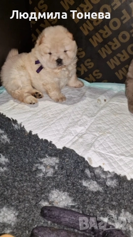 🦁 Свободни ЧАУ ЧАУ бебета от елитни родители – международни шампиони 🦁, снимка 4 - Чау Чау - 52450819